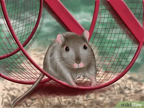 Make Your Gerbil Happy Step 3