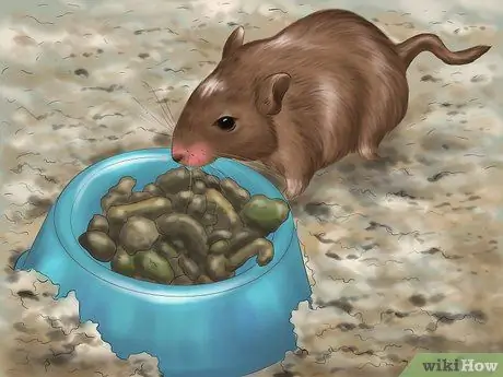 Make Your Gerbil Happy Step 5