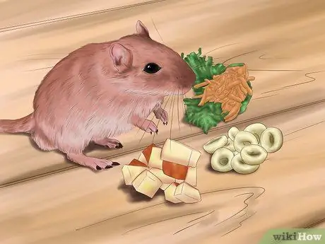 Make Your Gerbil Happy Step 7