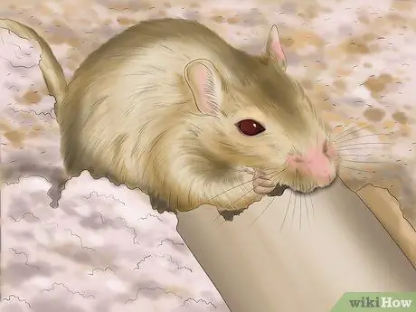 Buat Gerbil Anda Bahagia Langkah 8