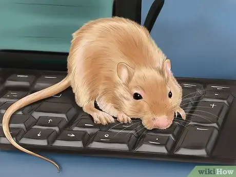 Make Your Gerbil Happy Step 11