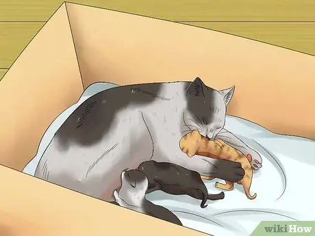 Care for Kittens from Birth Step 2