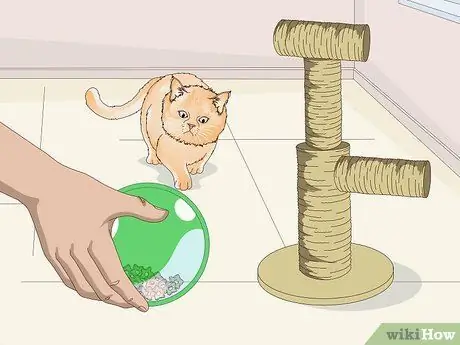 Buy Necessary Supplies for Your New Cat Step 6