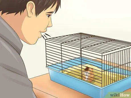 Tame a Hamster Step 4