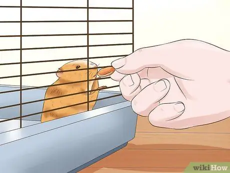 Tame a Hamster Step 5