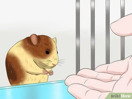 Tame a Hamster Step 7