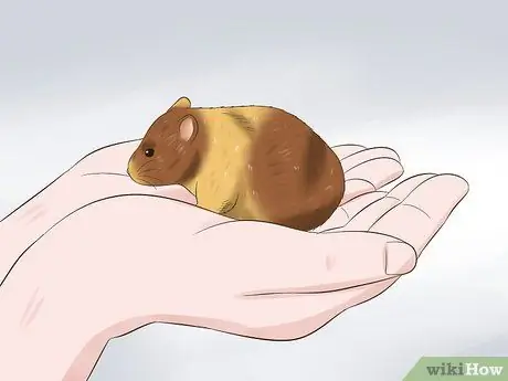 Tame a Hamster Step 8