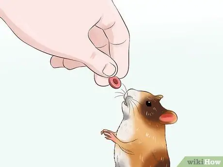 Tame a Hamster Step 11