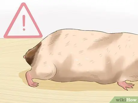 Tame a Hamster Step 13