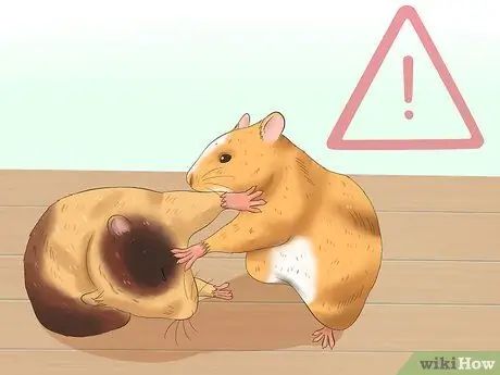 Menjinakkan Hamster Langkah 14