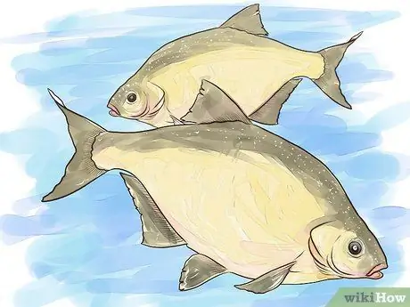 Fish For Bream Krok 1