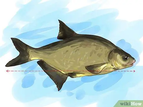 Fish For Bream, krok 2