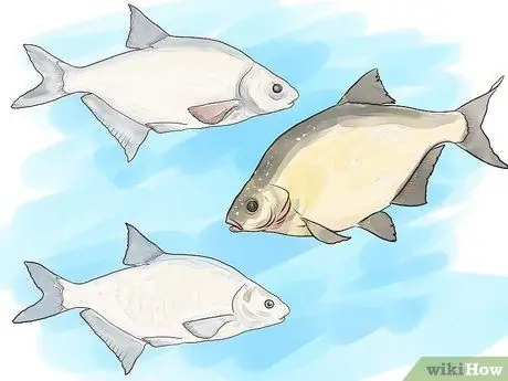 Fish For Bream, krok 3