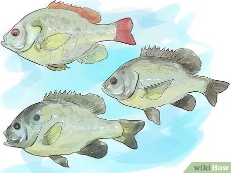 Fish For Bream Krok 4