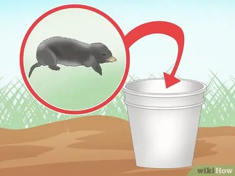 Catch Moles Step 19