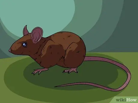 Draw a Mouse Step 15