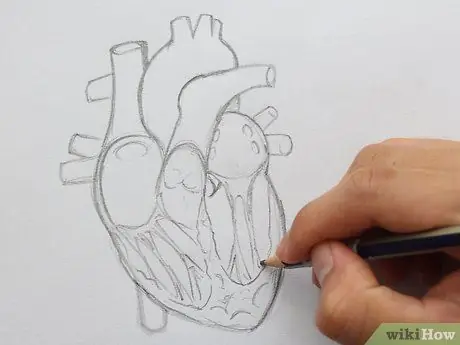 Draw the Internal Structure of the Heart Step 11