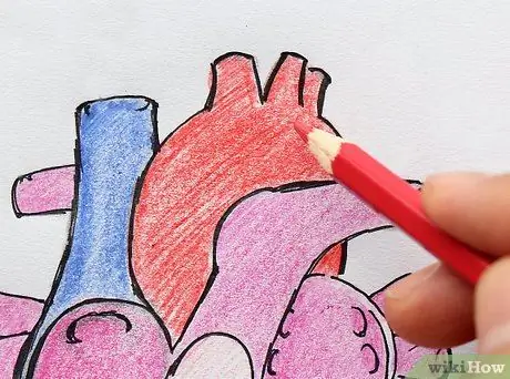 Draw the Internal Structure of the Heart Step 15