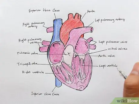 Vẽ cấu trúc bên trong của tim Bước 16