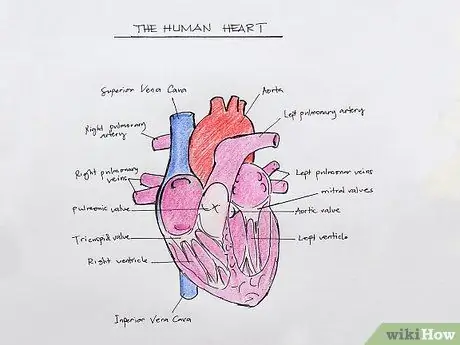 Gambar Struktur Internal Jantung Langkah 17