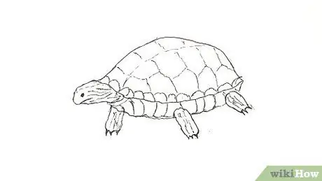 Dessiner une tortue Étape 26