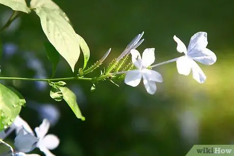 Snimite digitalnu fotografiju Korak 2