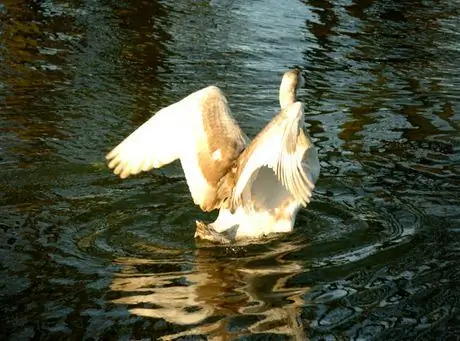 Verifique se há problemas de exposição óbvios no LCD. Assim; observe a maior parte da asa do cisne completamente estourada para o branco