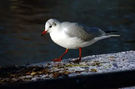 Deurlopende servo-AF is die beste vir bewegende onderwerpe, aangesien dit bewegings volg en voorspel, en dit werk ook goed vir stilstaande onderwerpe. (Nikon D2H + Nikon 55-200 mm VR.)