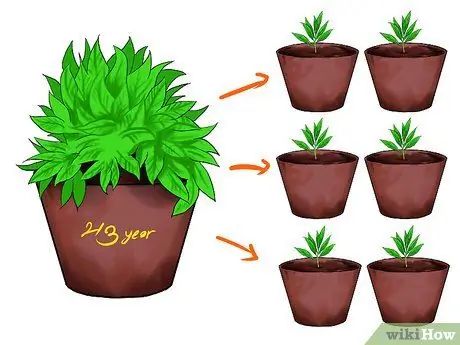 Grow Mint Langkah 7