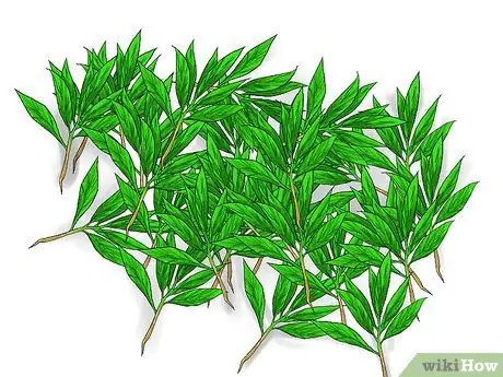 Grow Mint Langkah 11