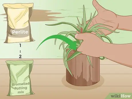 Care for a Bromeliad Step 11