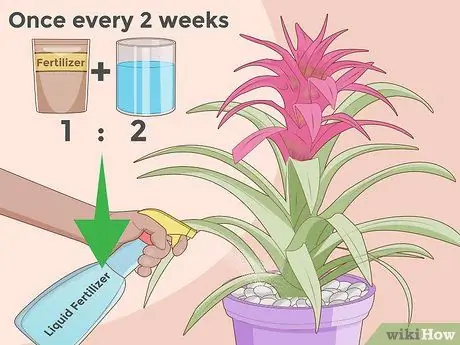 Care for a Bromeliad Step 14