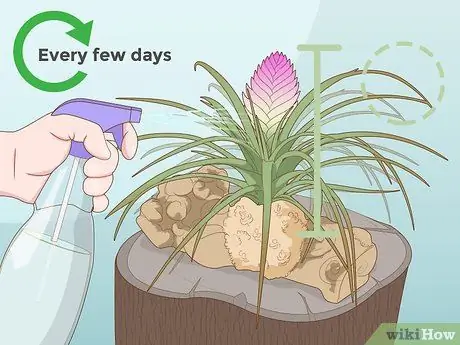 Care for a Bromeliad Step 19