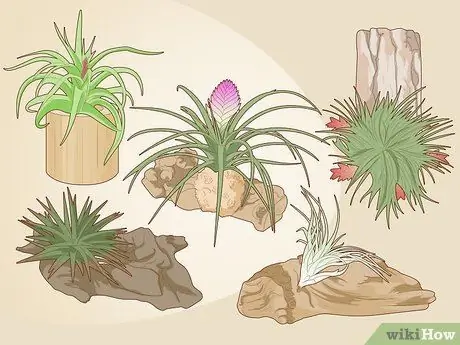 Briga za Bromeliad Korak 2