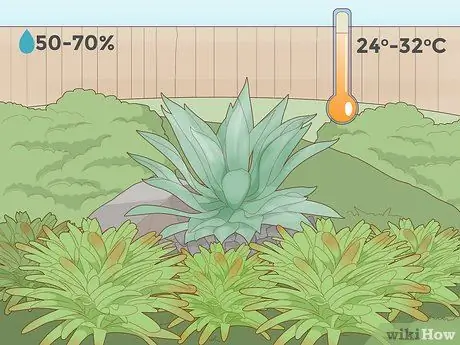 Pangangalaga sa isang Bromeliad Hakbang 3