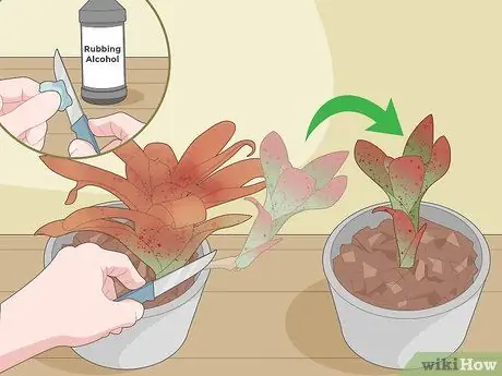 Cuidado de una bromelia Paso 9