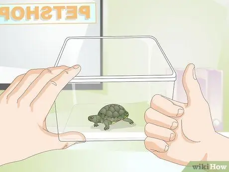 Keep a Turtle Healthy Step 10