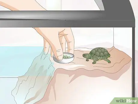 Mantingueu una tortuga saludable Pas 4