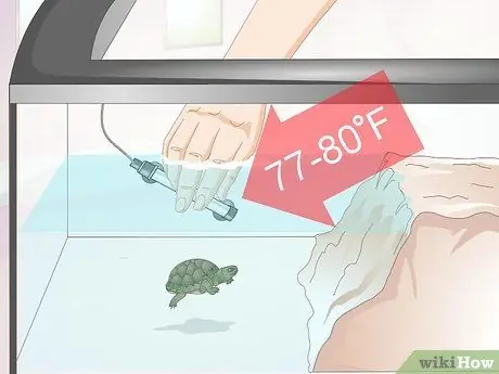 Keep a Turtle Healthy Step 6