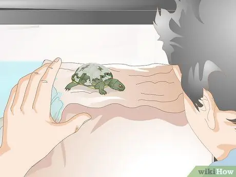 Keep a Turtle Healthy Step 7