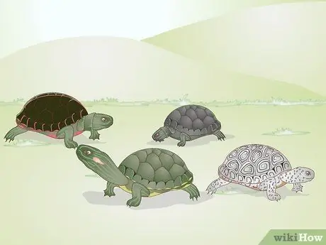 Mantenga una tortuga sana Paso 8