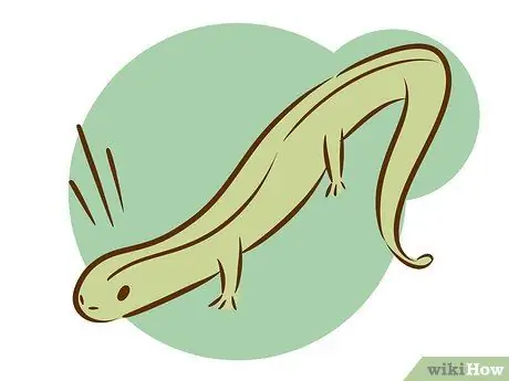 Atrapa un lagarto Paso 7