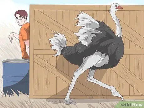 Makaligtas sa isang Encounter gamit ang isang Ostrich Hakbang 1