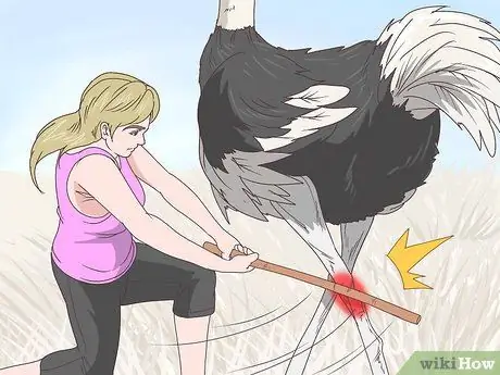 Survive an Encounter with an Ostrich Step 10