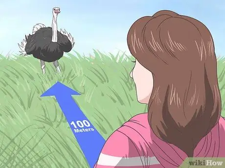 Makaligtas sa isang Encounter sa isang Ostrich Hakbang 12