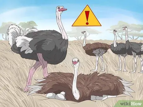 Makaligtas sa isang Encounter gamit ang isang Ostrich Hakbang 13