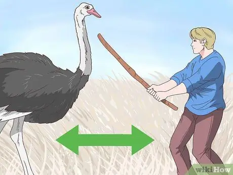 Survive an Encounter with an Ostrich Step 6