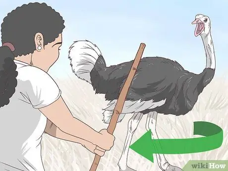 Survive an Encounter with an Ostrich Step 7