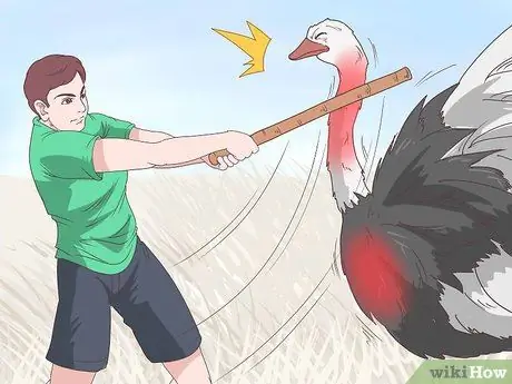 Survive an Encounter with an Ostrich Step 8