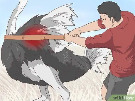 Survive an Encounter with an Ostrich Step 9